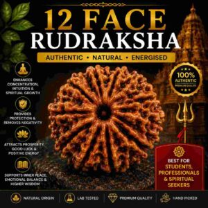 बारह मुखी रुद्राक्ष (12 Mukhi Rudraksha)