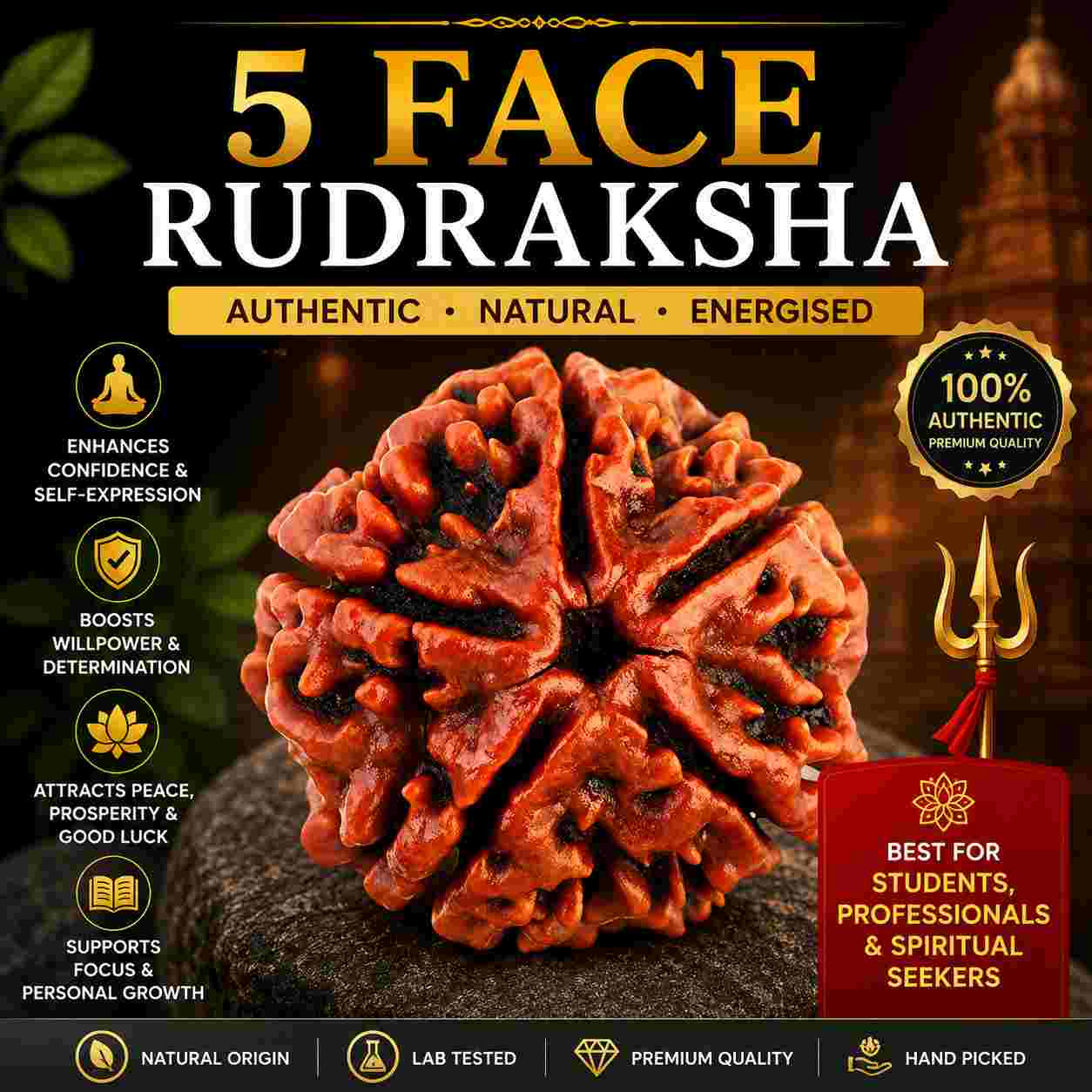 पांच मुखी रुद्राक्ष (5 Mukhi Rudraksha) 2 पांच मुखी रुद्राक्ष (5 Mukhi Rudraksha) - Image 2