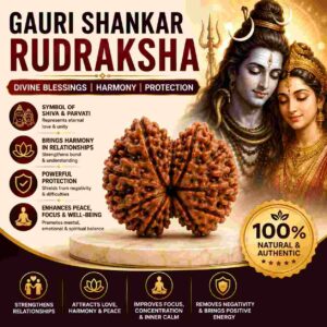 गौरी शंकर रुद्राक्ष (Gauri Shankar Rudraksha)