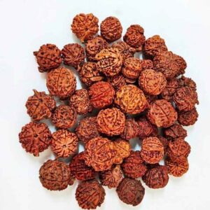 Ganesh Mukhi Rudraksha – The Sacred Bead for Prosperity, Wisdom, and Success
