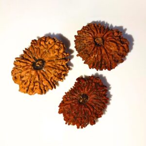 14 Mukhi Rudraksha – The Bead of Intuition, Courage, and Divine Power
