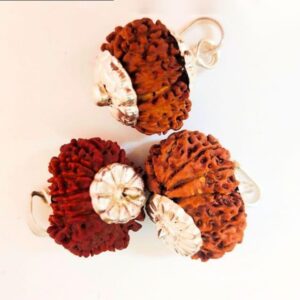 12 Mukhi Rudraksha – The Bead of Leadership, Energy, and Divine Radiance