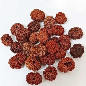 11 Mukhi Rudraksha – The Bead of Courage, Wisdom, and Divine Power