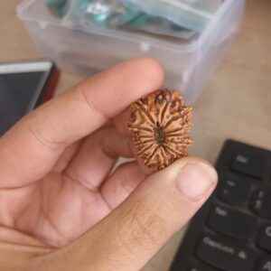 13 Mukhi Rudraksha – The Bead of Desire Fulfillment, Charisma, and Spiritual Power