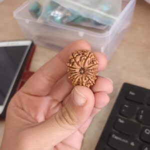 13 Mukhi Rudraksha – The Bead of Desire Fulfillment, Charisma, and Spiritual Power