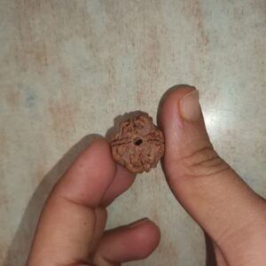 4 Mukhi Rudraksha – The Sacred Bead of Knowledge and Creativity