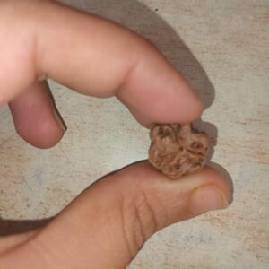 3 Mukhi Rudraksha – Sacred Bead of Power, Purification, and Transformation