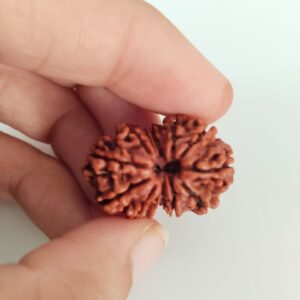 Gauri Shankar Rudraksha – The Divine Bead of Unity, Love, and Spiritual Growth