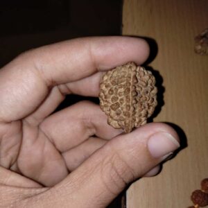 2 Mukhi Rudraksha – The Sacred Bead of Harmony and Unity
