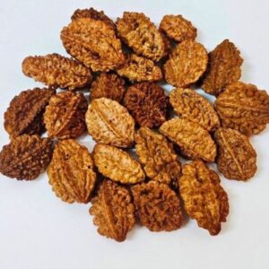 2 Mukhi Rudraksha – The Sacred Bead of Harmony and Unity