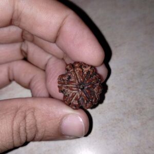 7 Mukhi Rudraksha – The Divine Bead of Wealth, Success, and Emotional Healing