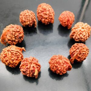 Ganesh Mukhi Rudraksha – The Sacred Bead for Prosperity, Wisdom, and Success