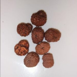 14 Mukhi Rudraksha – The Bead of Intuition, Courage, and Divine Power