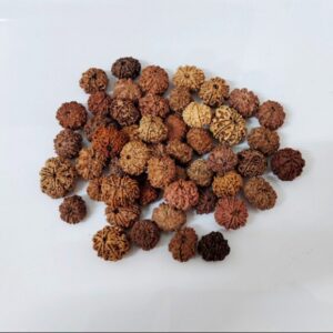 9 Mukhi Rudraksha – The Bead of Power, Protection, and Spiritual Growth
