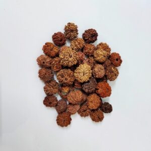 10 Mukhi Rudraksha – The Bead of Divine Protection and Spiritual Enlightenment